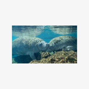 Boat tour from Orlando to snorkel and swim with manatees (Trio Explorer Package)